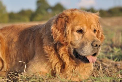 Dog lying on  the soil Stock Photos