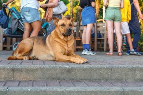 The dog is lying on the steps Stock Photos