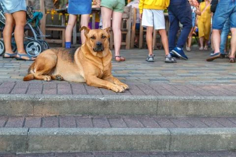 The dog is lying on the steps Stock Photos