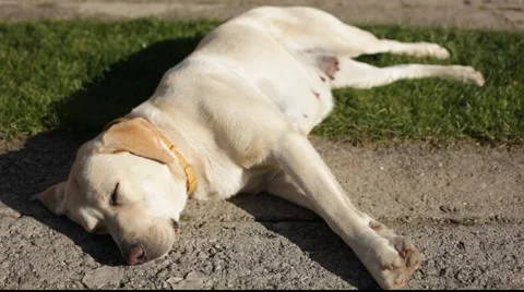Dog lying in the sun  Stock Footage 890676