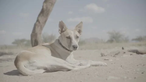 Dog lying in the sun Stock Footage 244706141