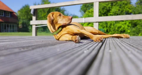 Dog Lying in Sun, Looking [8K] Stock Footage 204099970