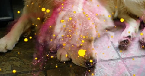 Dog lying on tiled floor, filter activating pink clouds gold dots drifting over Stock Footage 330602816