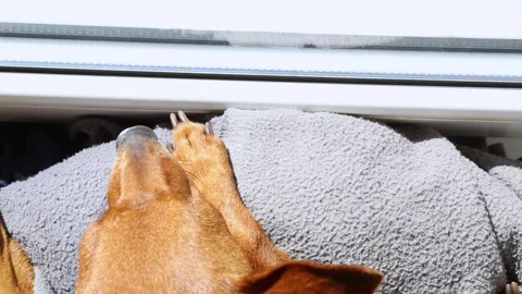 The dog is lying at the window and waiting for the owner. Stock Footage 239400942