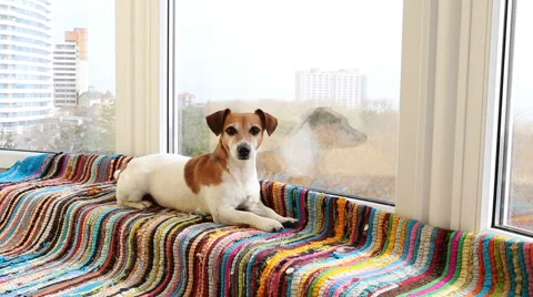 Dog lying window Vídeo Stock 62549063