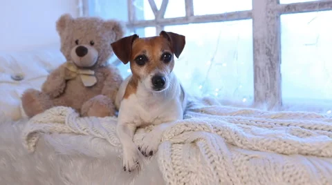 Dog lying winter Vídeo Stock 45932995