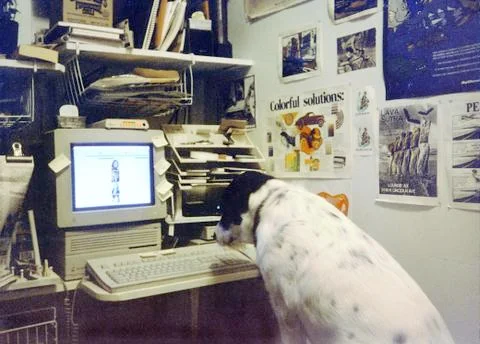 Dog on Mac Stock Photos