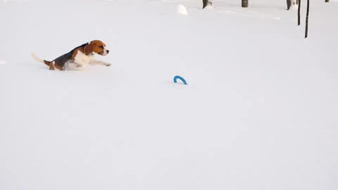 Dog make hard way at crusted snow, rush forward to pick up toy 動画素材 314206815