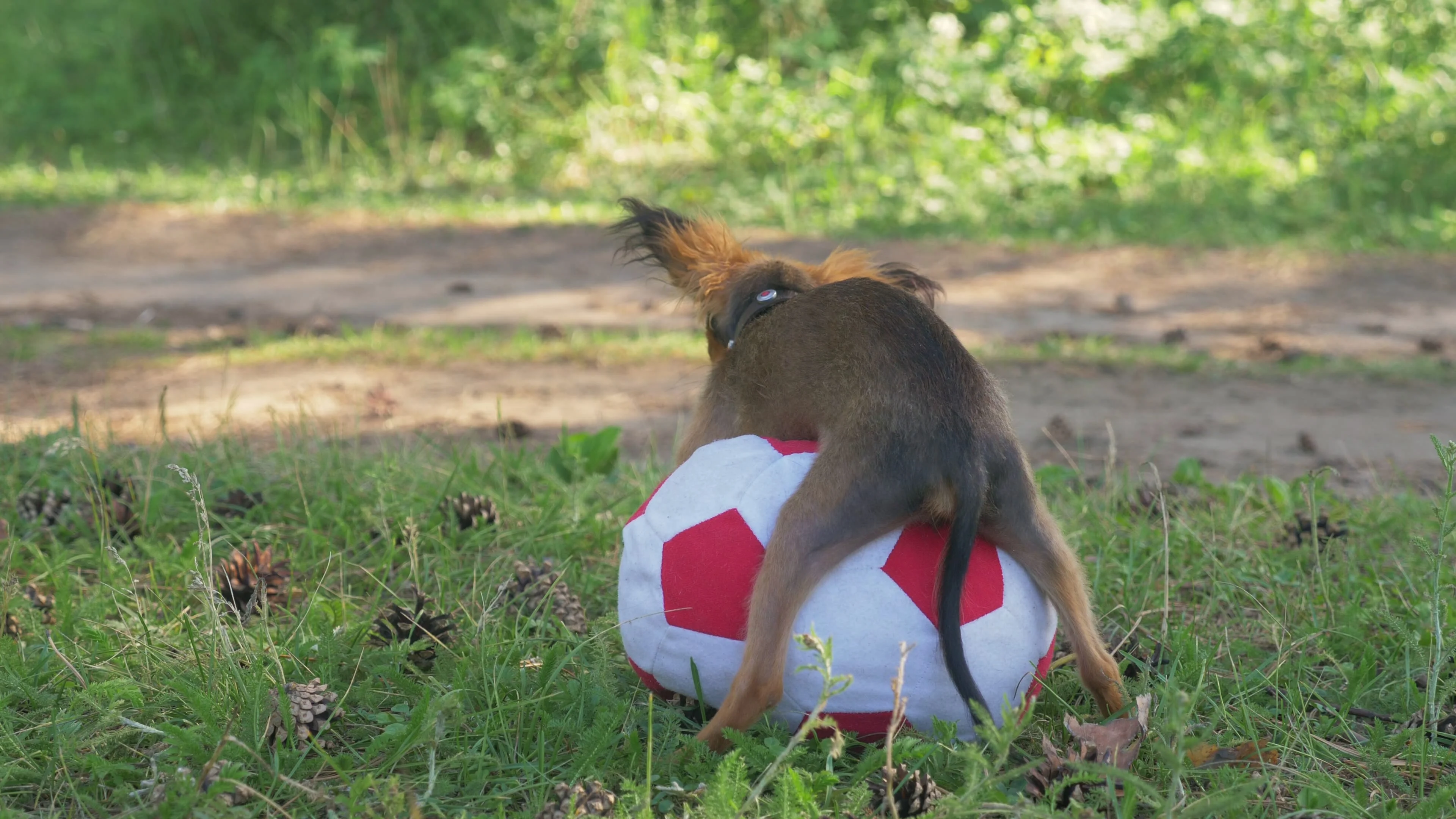 Dog makes humping funny sex with a toy.