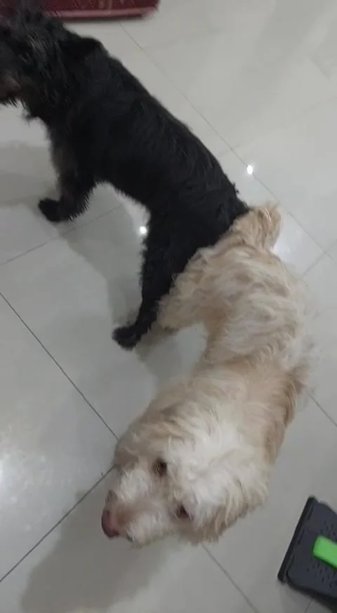 Dog Making love Stock Footage 227105434