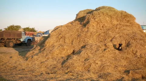 Dog in the manger Stock Footage 49926792