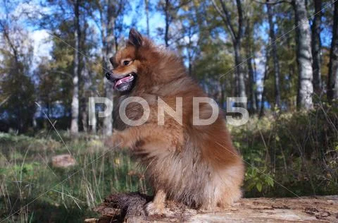 The dog-man's best friend, the German Spitz is beautiful Stock Photos