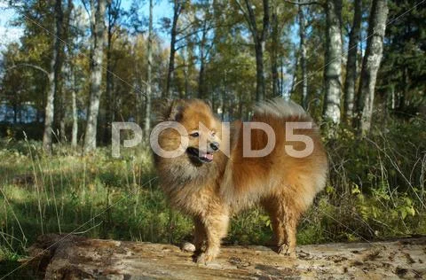 The dog-man's best friend, the German Spitz is beautiful Stock Photos