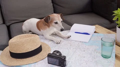 Dog map travel planning Vídeo Stock 204864037