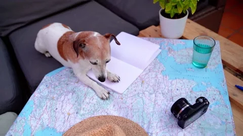 Dog map travel planning 動画素材 204864166