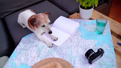 Dog map travel planning Vídeo Stock 204864209