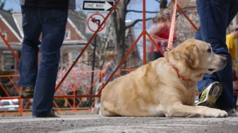 DOG AT MARATHON Stock-Footage 191004365