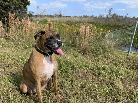 Dog in the marsh playing in the grass Stock Photos