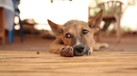 Dog on mat in Uganda Vídeos de archivo 50231666