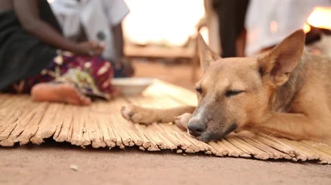 Dog on mat in Uganda side shot Vídeos de archivo 50231657