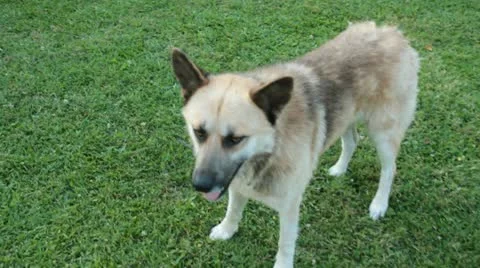 DOG ON MEADOW Stock Footage 11234613