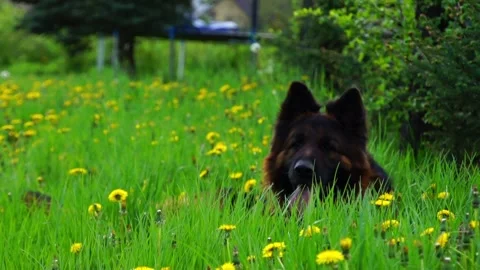 Dog in the meadow Stock Footage 91306781