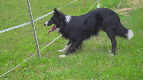 Dog on meadow Stock Footage 144457216