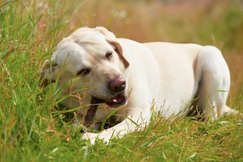 Dog on meadow Foto stock