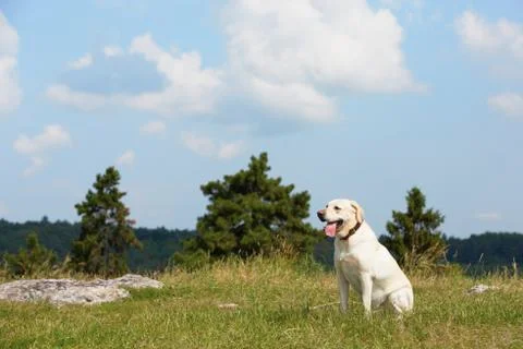Dog on meadow Stock-Fotos