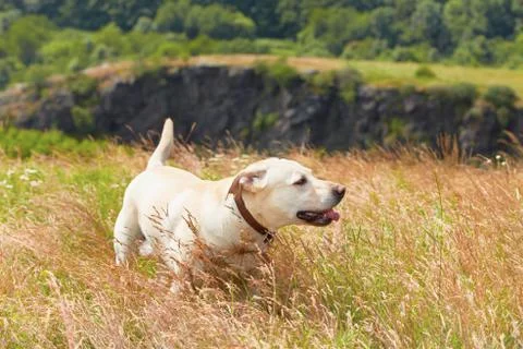Dog on meadow Stock-Fotos