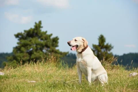 Dog on meadow 写真素材