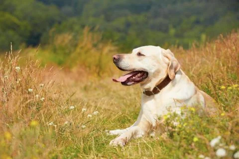 Dog on meadow Stock Photos