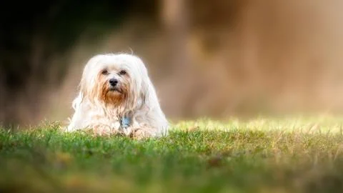 Dog in the meadow Stock Photos