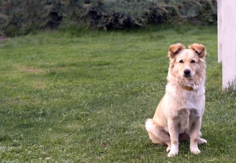Dog in the meadow Stock Photos