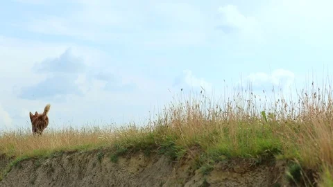 Dog on the meadow, summertime Stock Footage 84453250