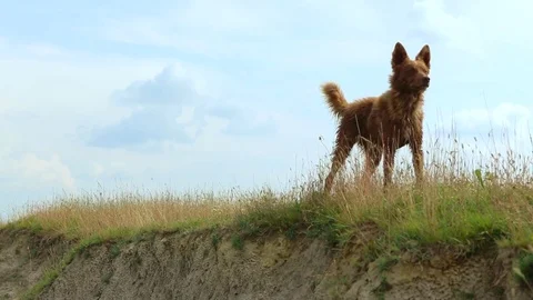 Dog on the meadow, summertime Stock Footage 84455552