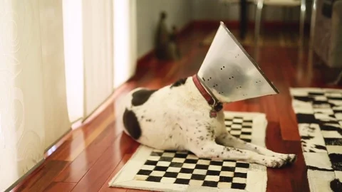 A Dog with Medical Cone Stock Footage 84920216