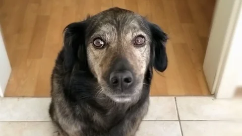 Dog meme Stock Footage 116122744