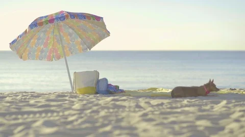 Dog On Miami Beach Video stock 95418404