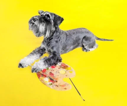 Dog. miniature schnauzer. posing in the studio on a yellow background Photos