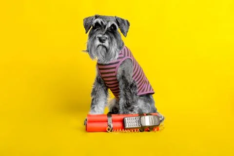 Dog. miniature schnauzer. posing in the studio on a yellow background. Photos