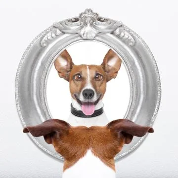 Dog at the mirror Stock Photos