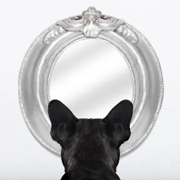 Dog at the mirror Stock-Fotos