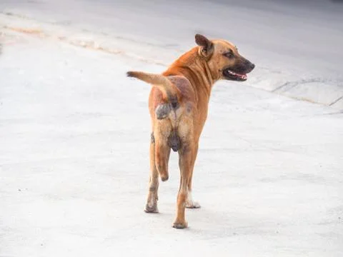Dog that is missing one leg, Stray dog, Dog without owner Stock Photos