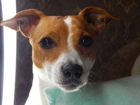 Dog Model Stock Photos