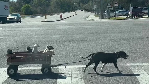 Dog Mom Pulls her Babies in a Wagon, Seffner, Florida, USA - 09 Feb 2022 Stock Footage 205415512