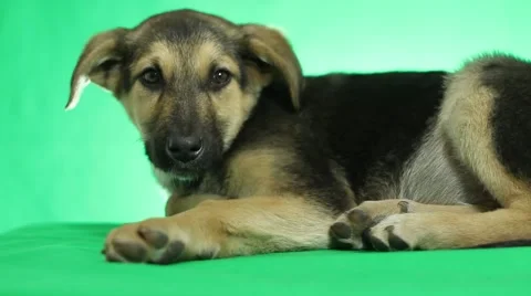 Dog mongrel Stock Footage 43942358