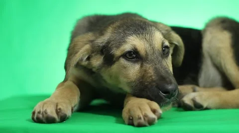 Dog mongrel lies Stock-Footage 44196634