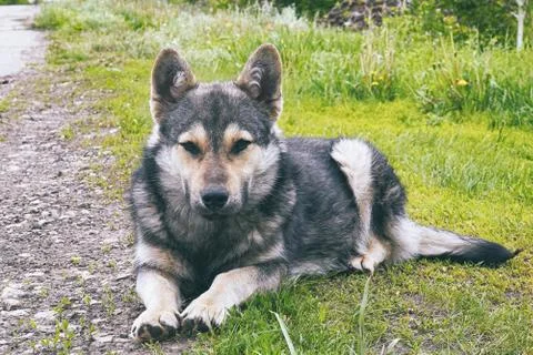 Dog mongrel lying on the grass in front of camera Stock Photos