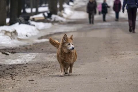 Dog mongrel runs through the square Stock Photos